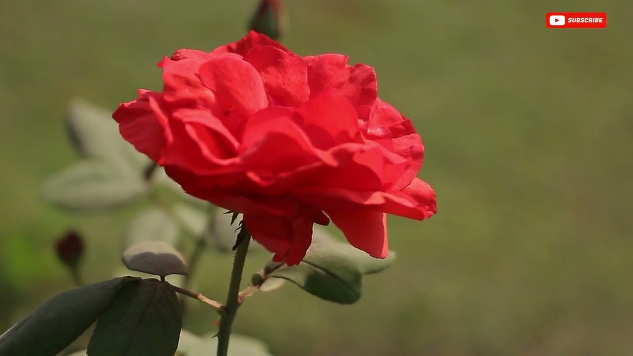 Nature Is the Best Medicine for Human Life | Touch Nature, Heal Your Life