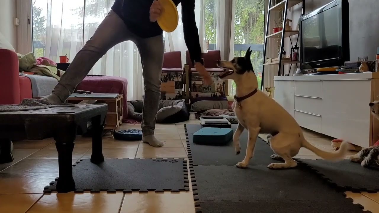 fitness and discdog training