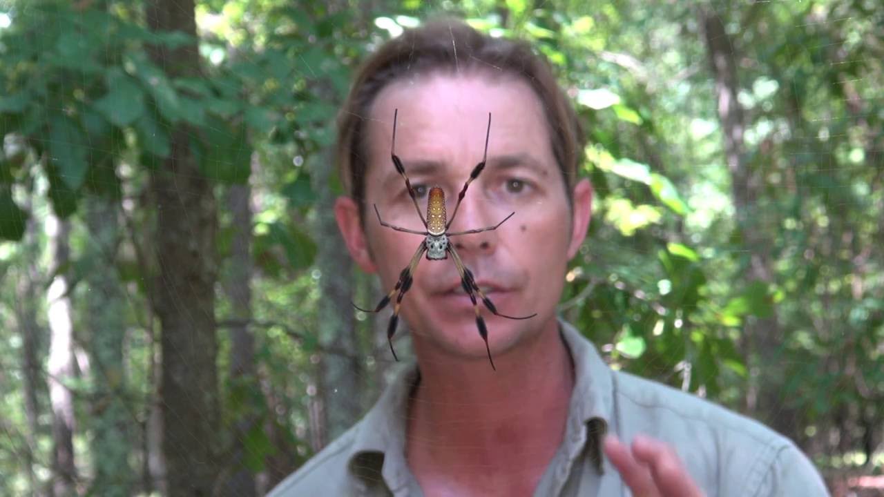 BIGGEST ORB WEAVER SPIDER - Are they DANGEROUS? SPIDER TOP 10 SPIDERS #spider #orbweaver #bigspider