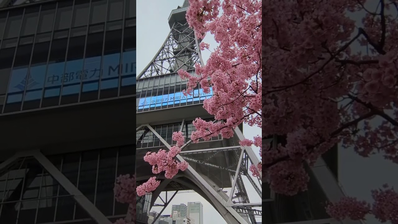 栄。久屋パークのオオカン桜🌸と名古屋市農業センターのしだれ梅