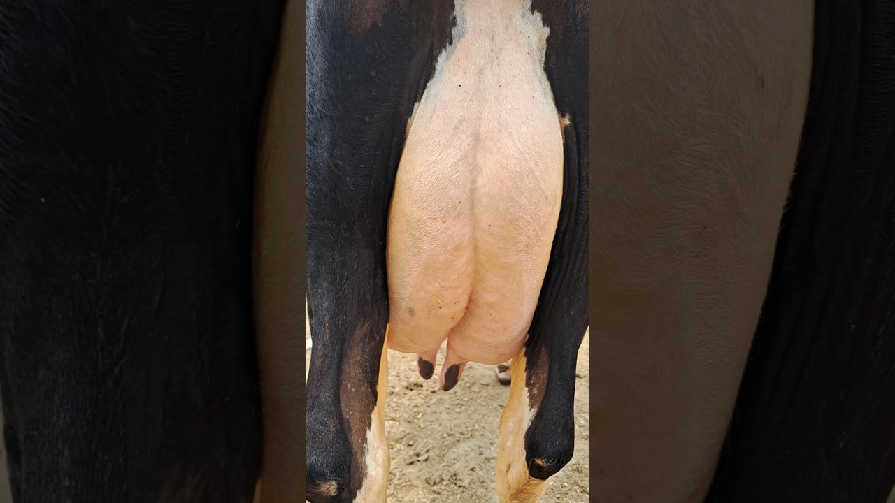 Cholistani Friesian cross cow for sale | Cholistani Jersey cross cow | #merasahiwaltv