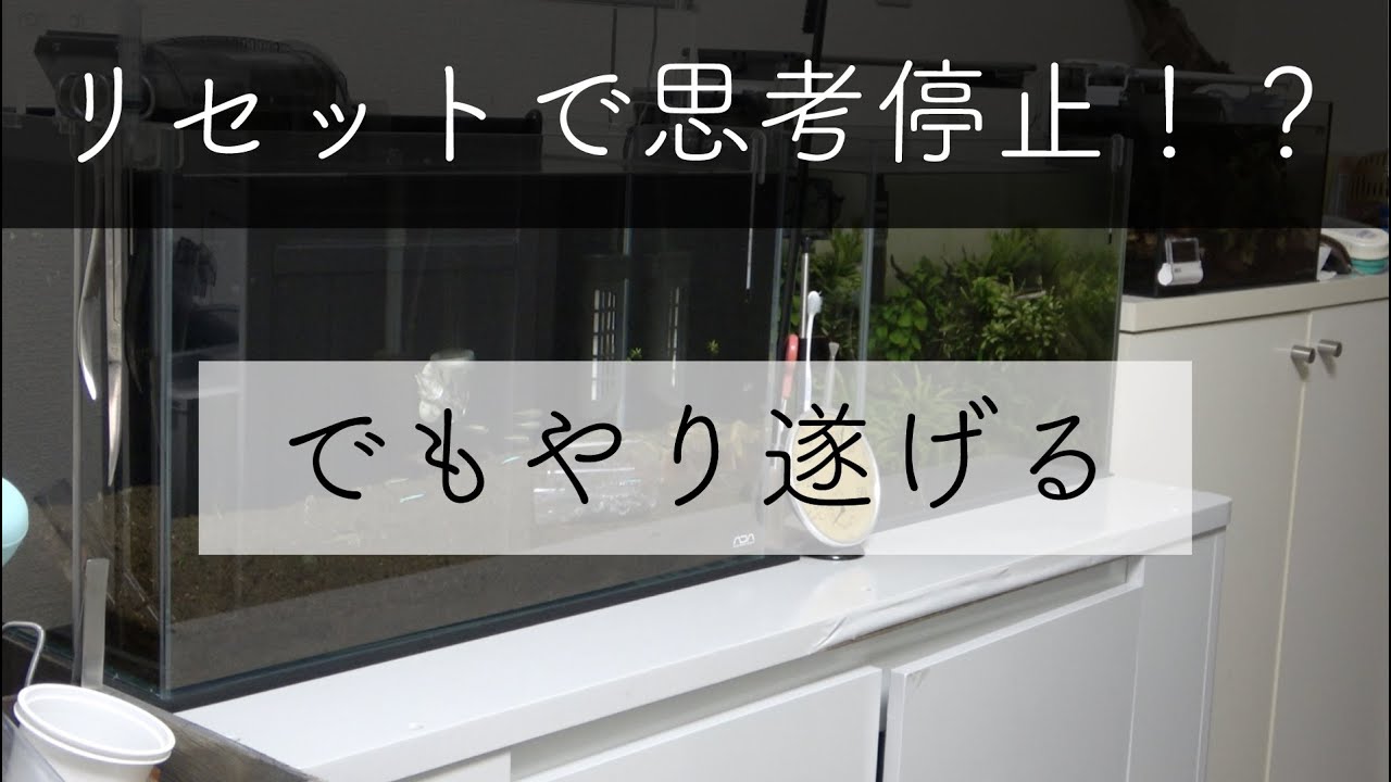 悪戦苦闘の水槽リセット&設置 手際とか正解とかは置いといてとにかくやり切る！それが目標