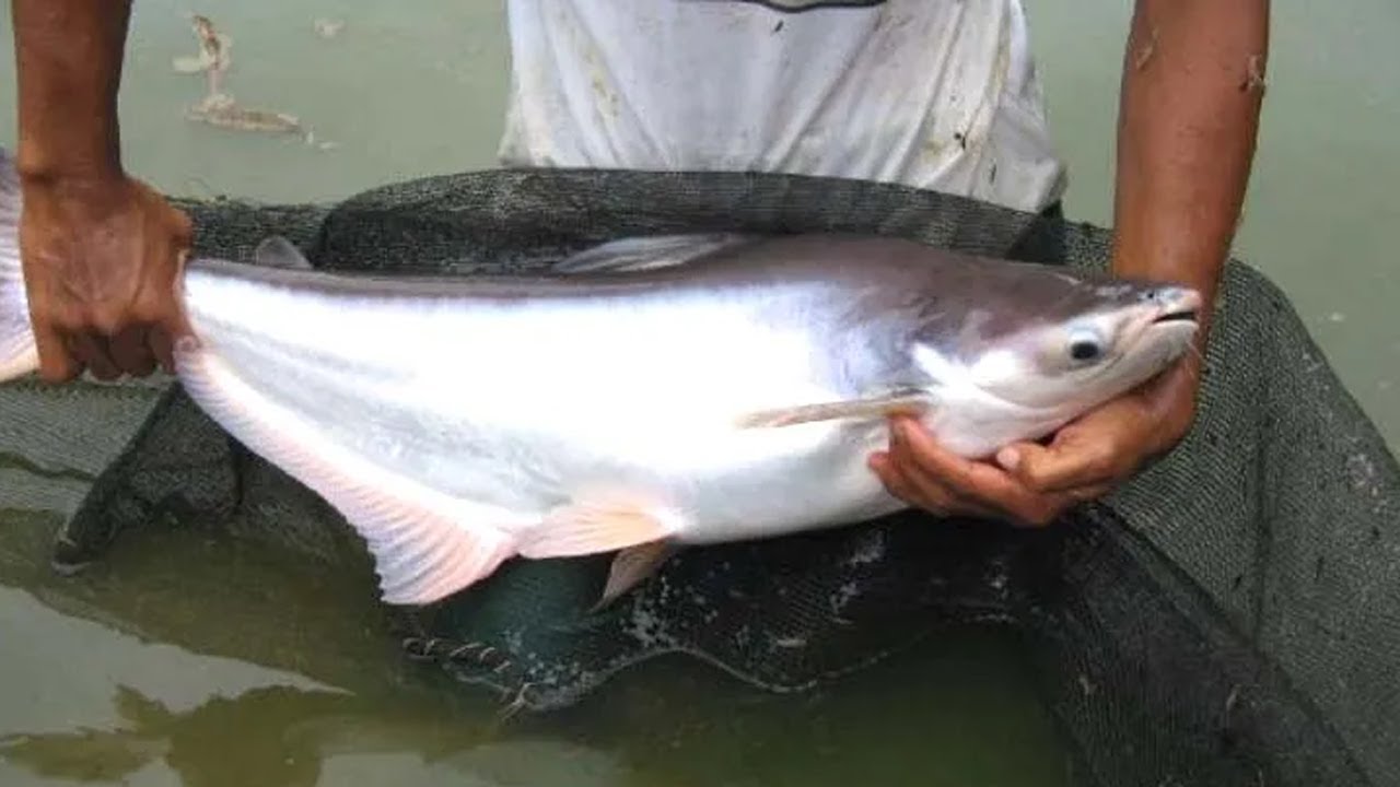 TERBUKTI BERHASIL, CARA BUDIDAYA IKAN PATIN AGAR CEPAT BESAR