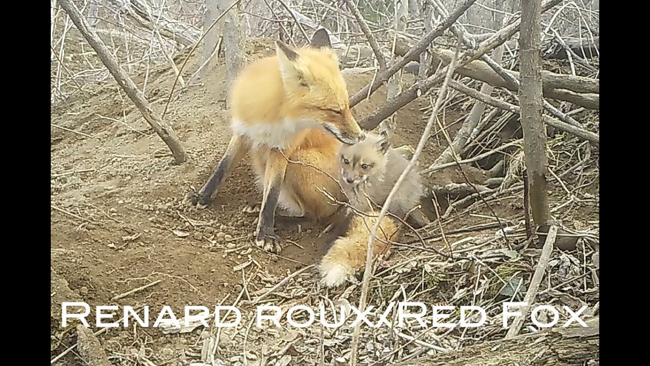 La vie de famille du renard roux/The family life of the Red Fox (Épisode 11)