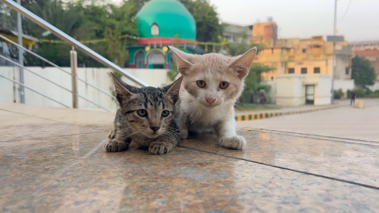 A guard said 2 kittens were there for 4 days, so I rushed over.