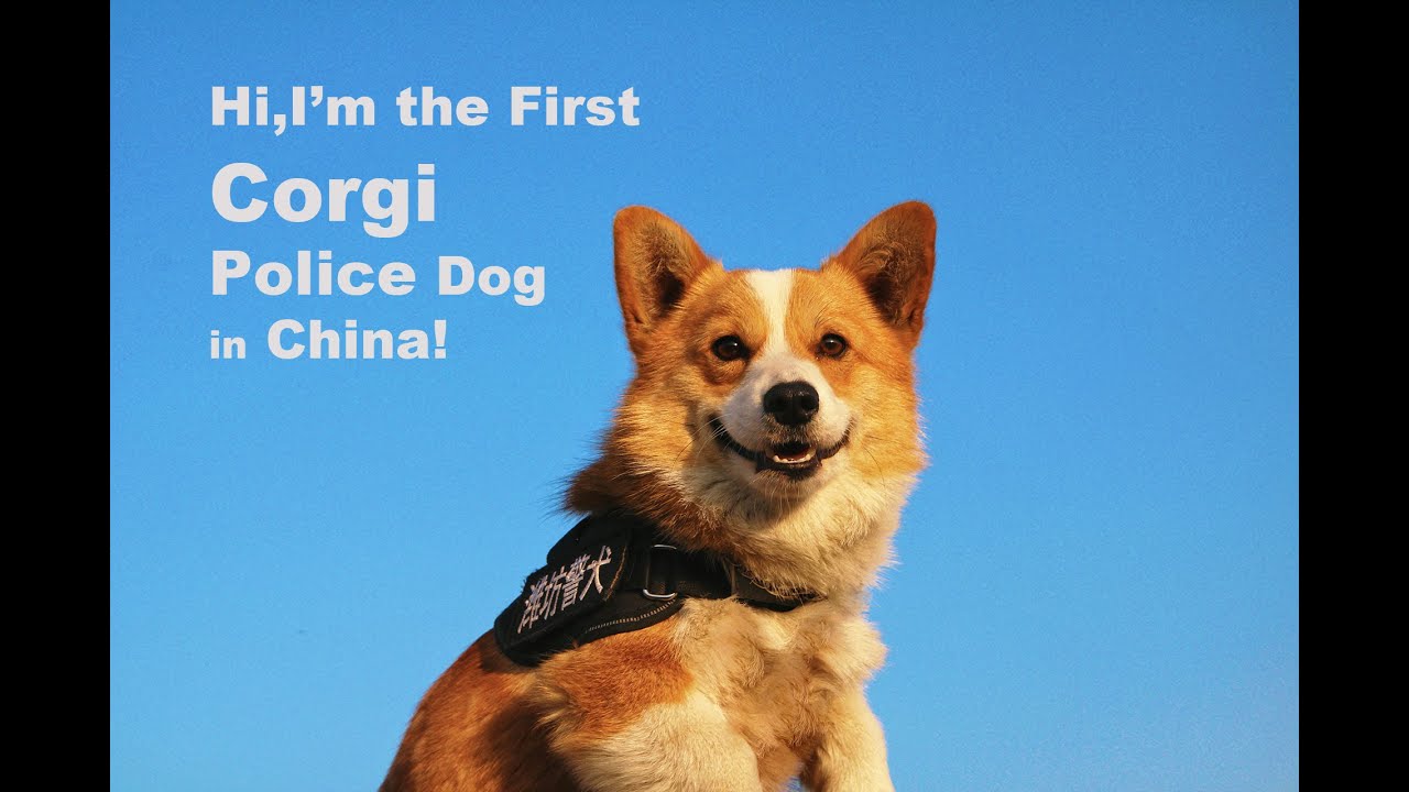 Focus on Fuzai | First Corgi Police Dog in China! #corgi #funny #dog