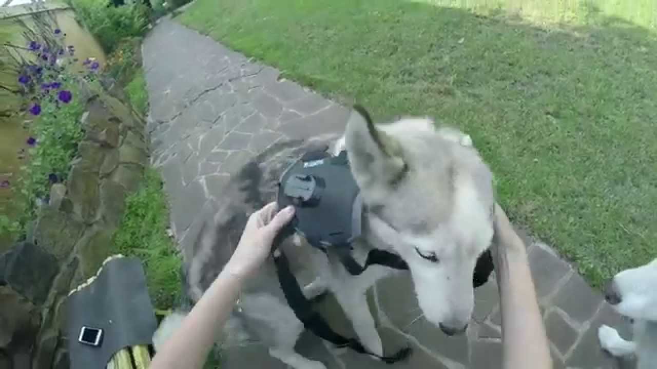 GoPro Fetch - закрепите Вашу GoPro на собаку!