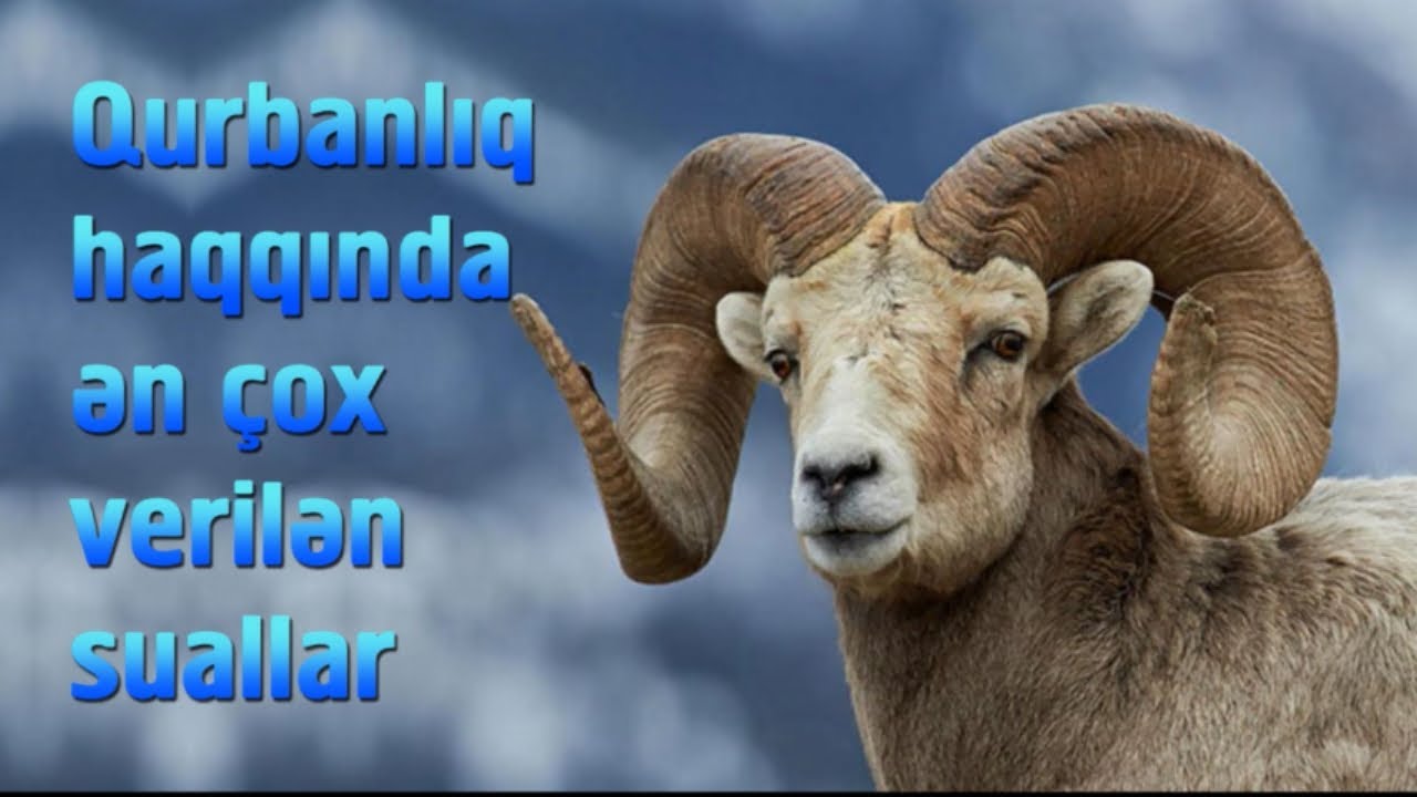 Qurbanlıq haqqında ən çox verilən suallar
