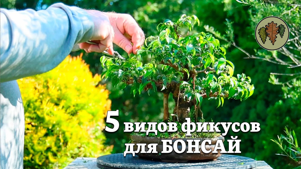 Пять видов фикусов для бонсай