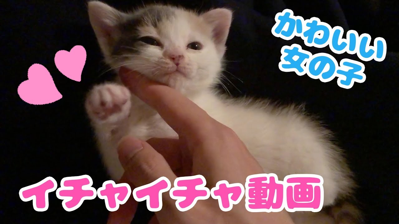 【溺愛】ひたすらかわいい子猫(女の子)とイチャイチャする動画