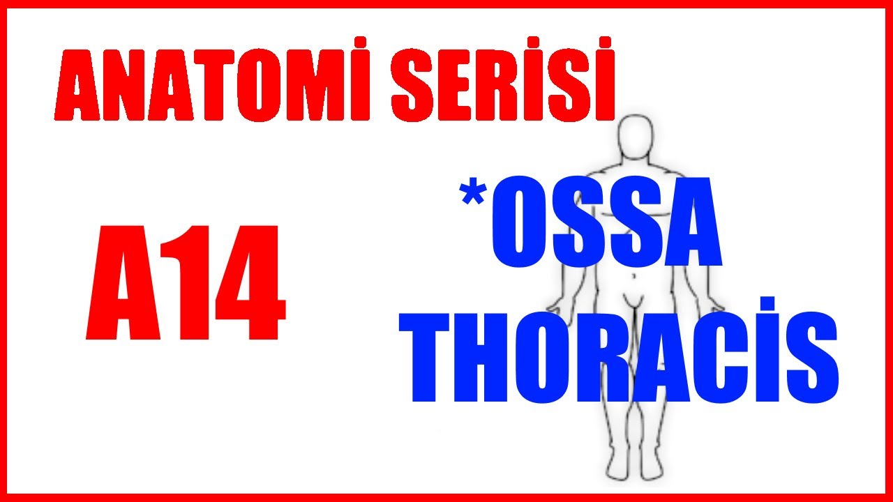 Göğüs Kemikleri A14 (Anatomi Serisi)