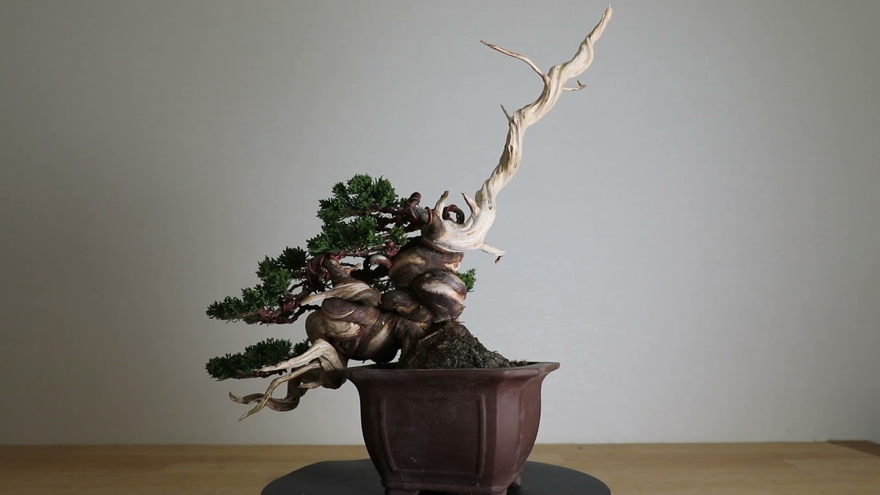 Koji Hiramatsu Takamatsu Bonsai Channel episode 45