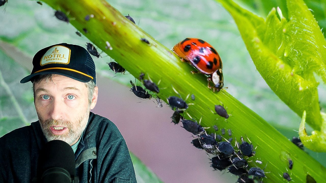 Aphids On Seedlings + Raw Manure in the Worm Bin?