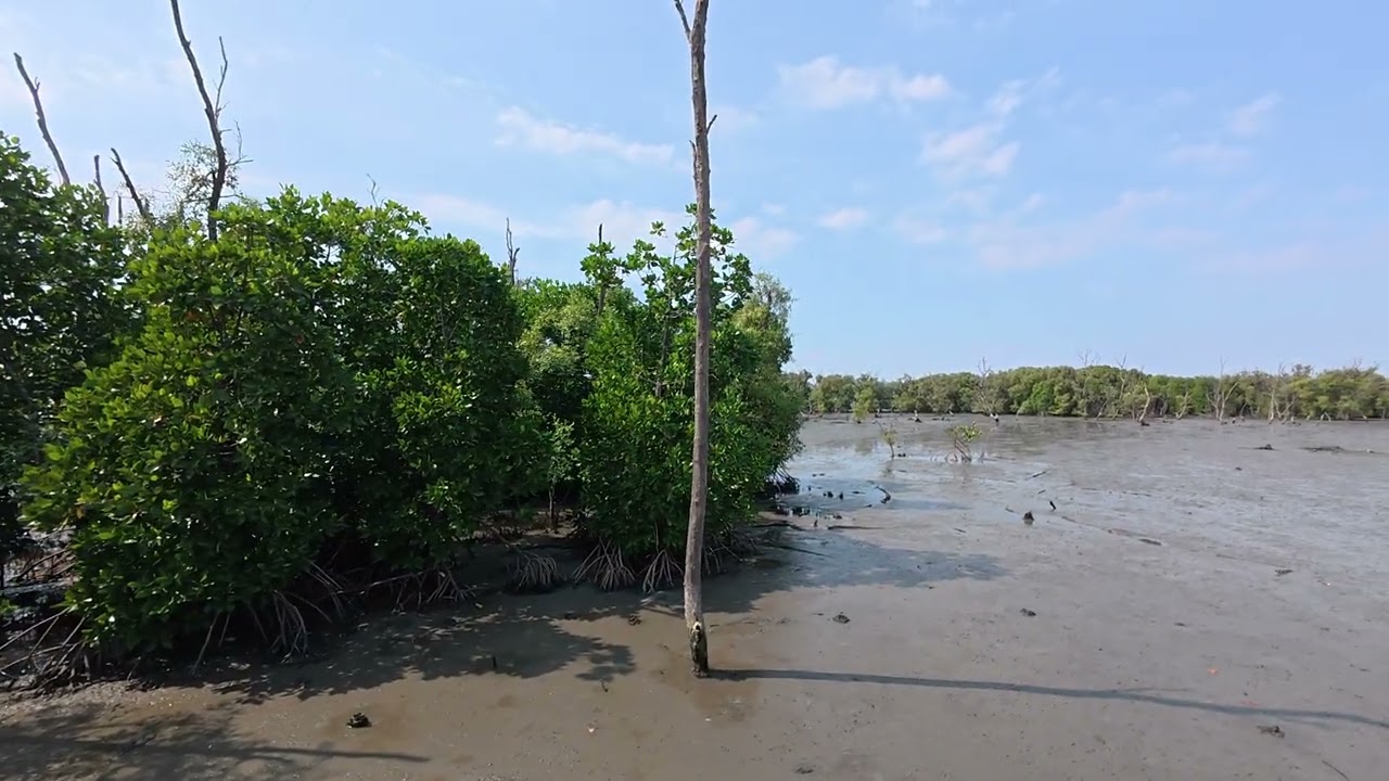 An afternoon to the mangrove forest