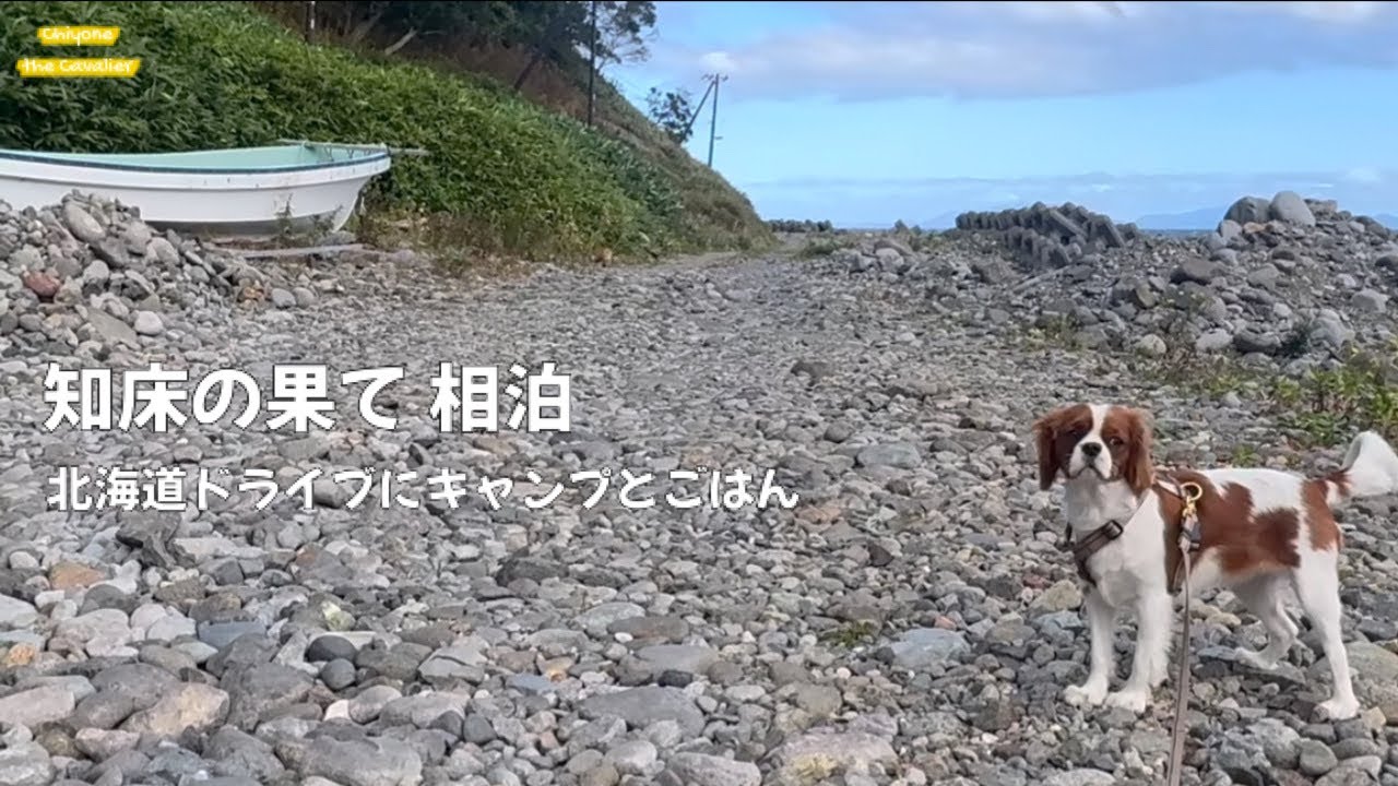 4日目: 知床半島のキタキツネ_硫黄山_屈斜路砂湯_相泊_ 羅臼オートキャンプ場_本マグロ/The dog with  Eastern Hokkaido_Day 4