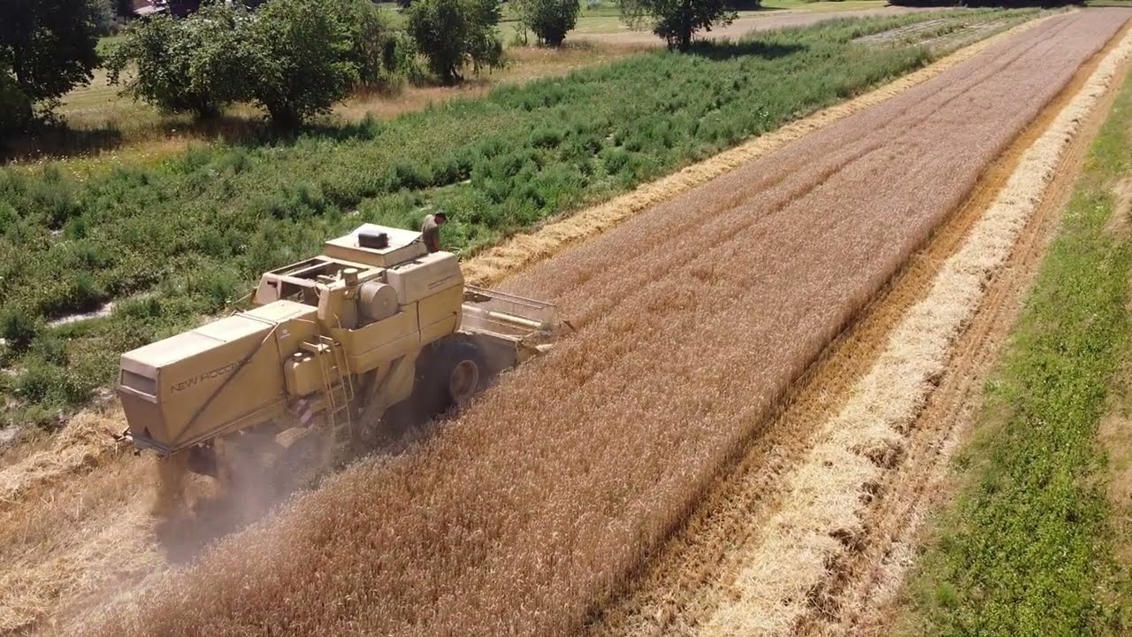 🌾Żniwa 2024❗ Kosimy pszenżyto Tadeus i Medalion. Jaka opłacalność💲w tym roku❓ Jakie plony na 5 kl.❓