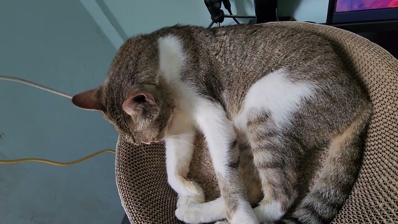 30 minutes of cat sleeping with purring sounds ep 12