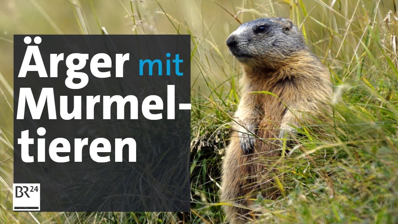 Tierschutz in den Alpen: Murmeltiere vergrämen - aber wie? | Abendschau | BR24