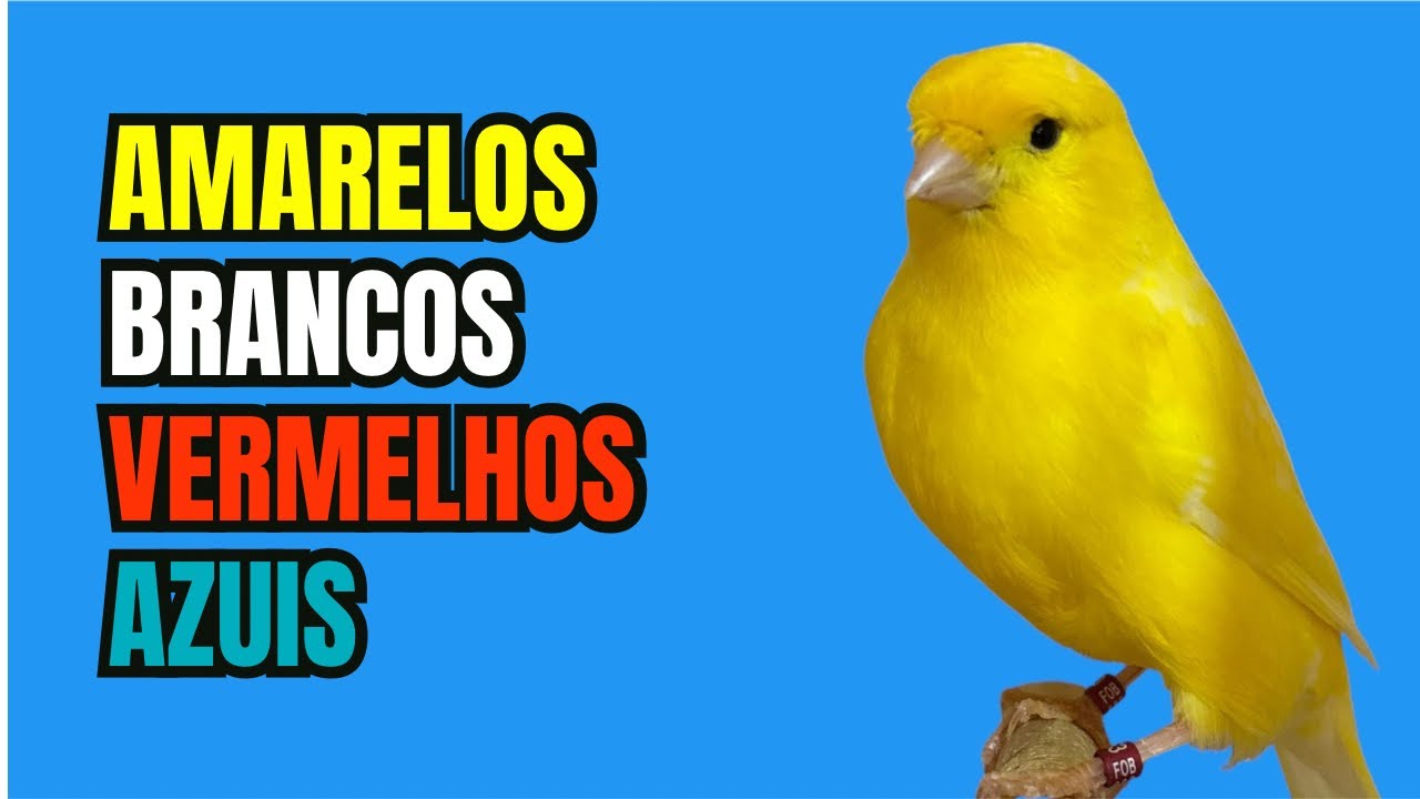 Canaril Curitiba DISPONIBILIZA can&aacute;rios PADR&Atilde;O FOB