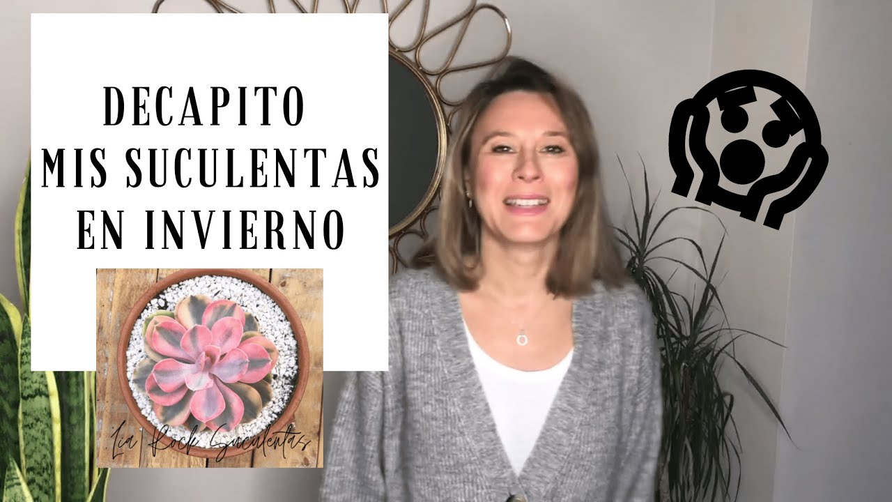 Cómo Decapitar SUCULENTAS en Invierno ❄️ Te lo DEMUESTRO con Echeveria Rainbow y Perle Von Nurgberg