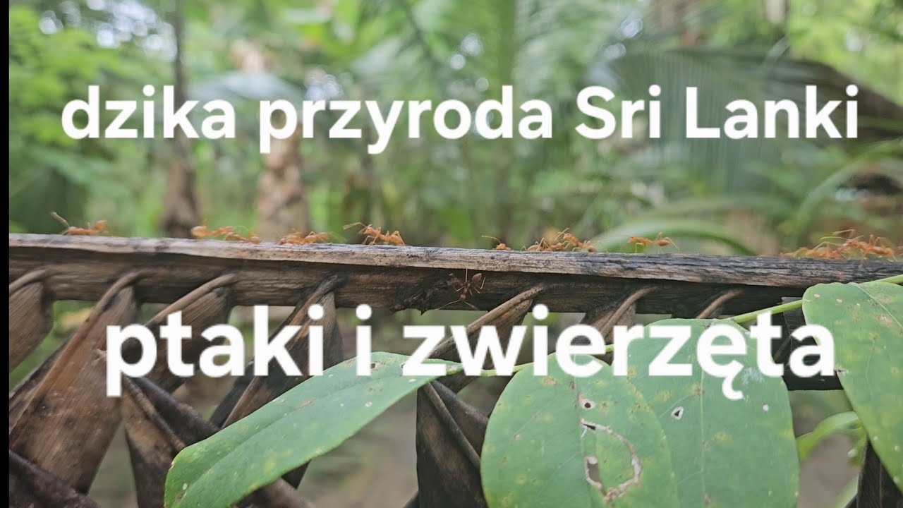 Świat natury - Sri Lanka
