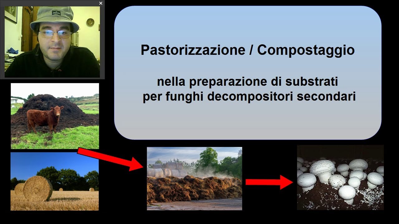 Compostaggio e pastorizzazione per la coltivazione di Agaricus bisporus ed altri funghi