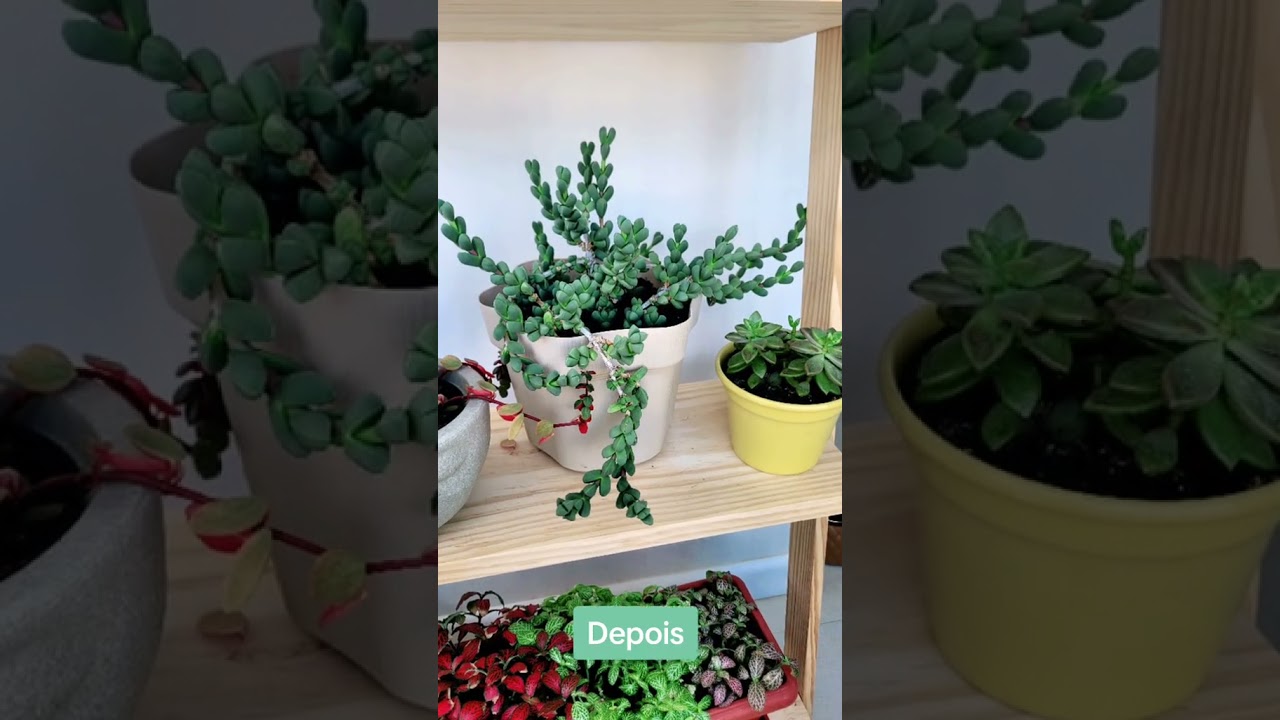 Antes e depois da minha planta gelo ou cora&ccedil;&atilde;o partido e Peper&ocirc;mia