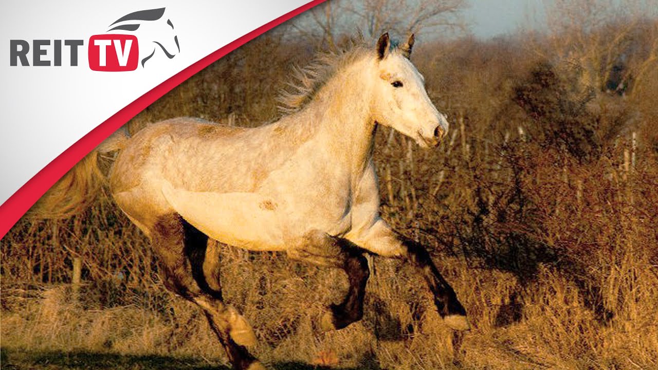 Rasseportrait | Das Connemara-Pony - Mutige Allrounder