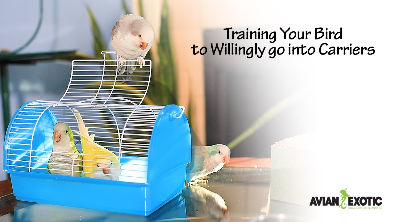 Training Your Bird to Willingly go into Carriers