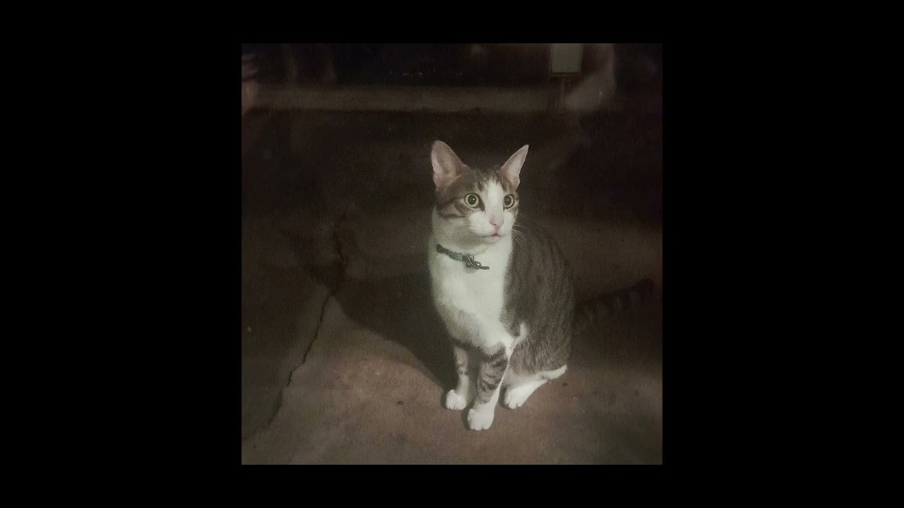 Dont let the cat outside