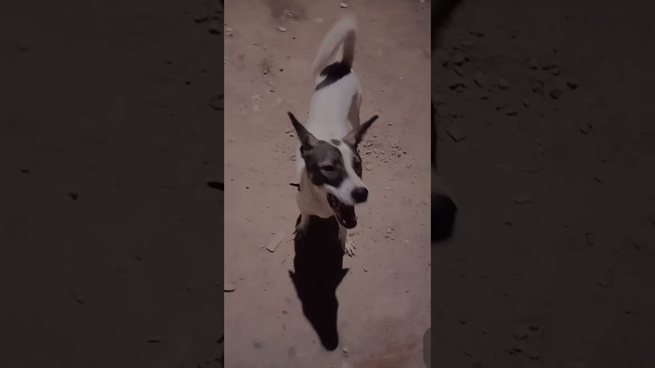 #animals