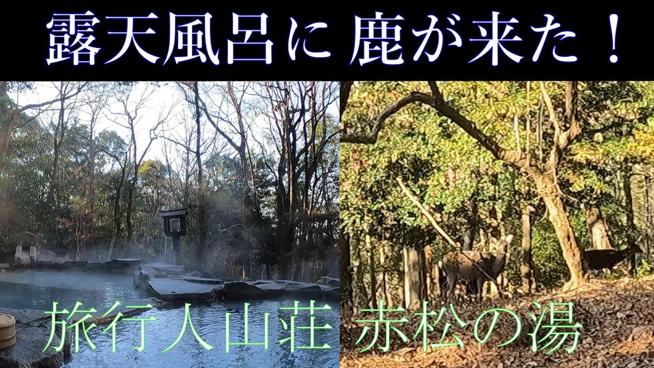 霧島温泉　旅行人山荘、赤松の湯に鹿が来た！