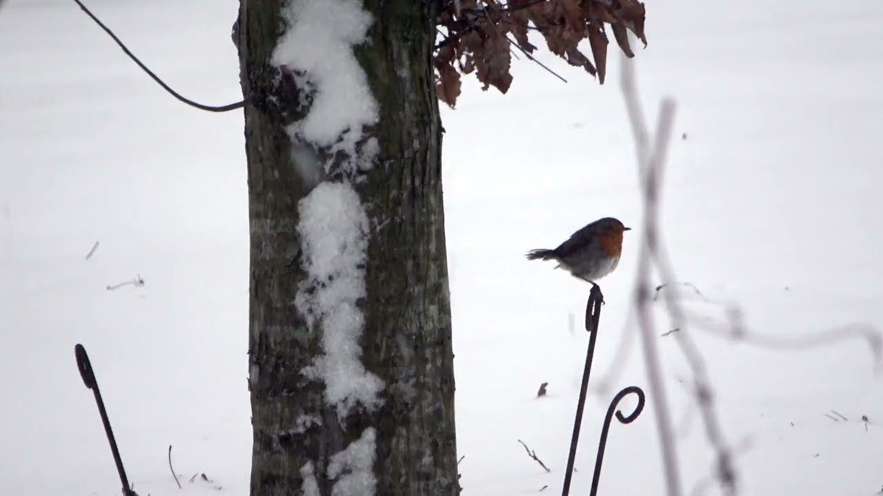 La nature au gré des balades 2026 - 01