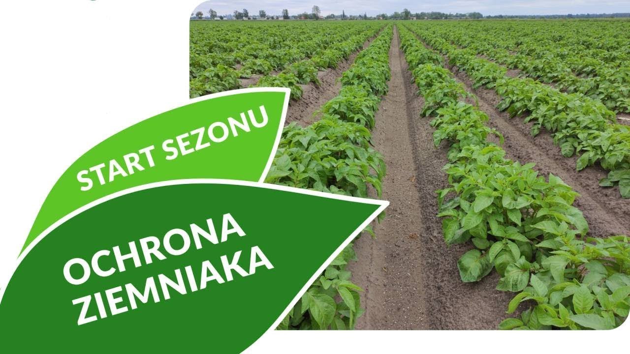 Pierwsze zabiegi decydujące o zdrowotności plantacji. Konferencja Ziemniaczana 22.01.2021