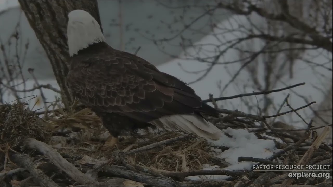 Decorah Eagles 2-24-26, 1:30 pm HD brings nesting, takes over incubation, HM2 takes a break