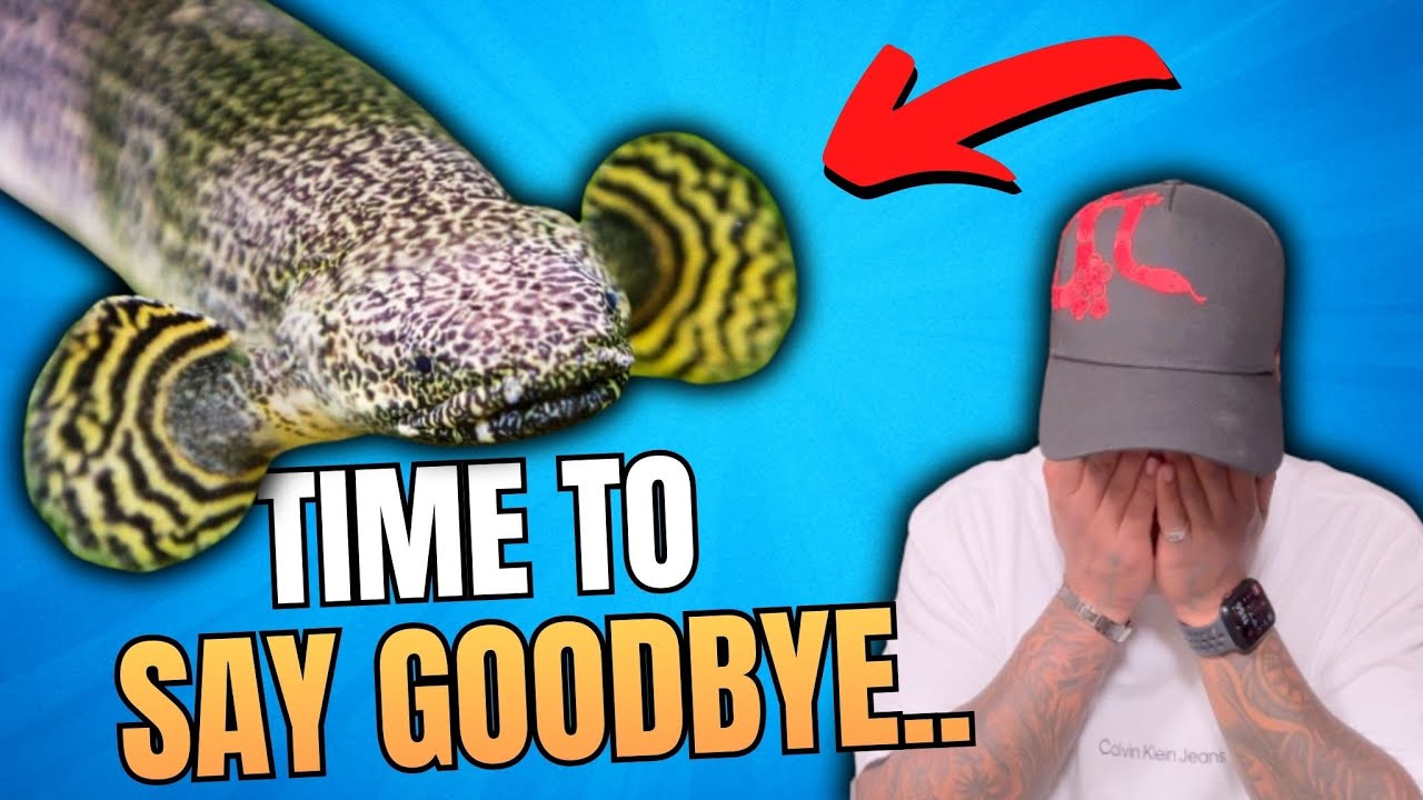 Why I Had to Return My Bichir ..