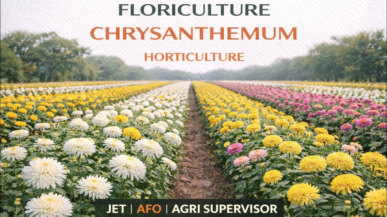 Chrysanthemum | Floriculture | Horticulture | JET | Agriculture Supervisor | AFO | Competitive Exams