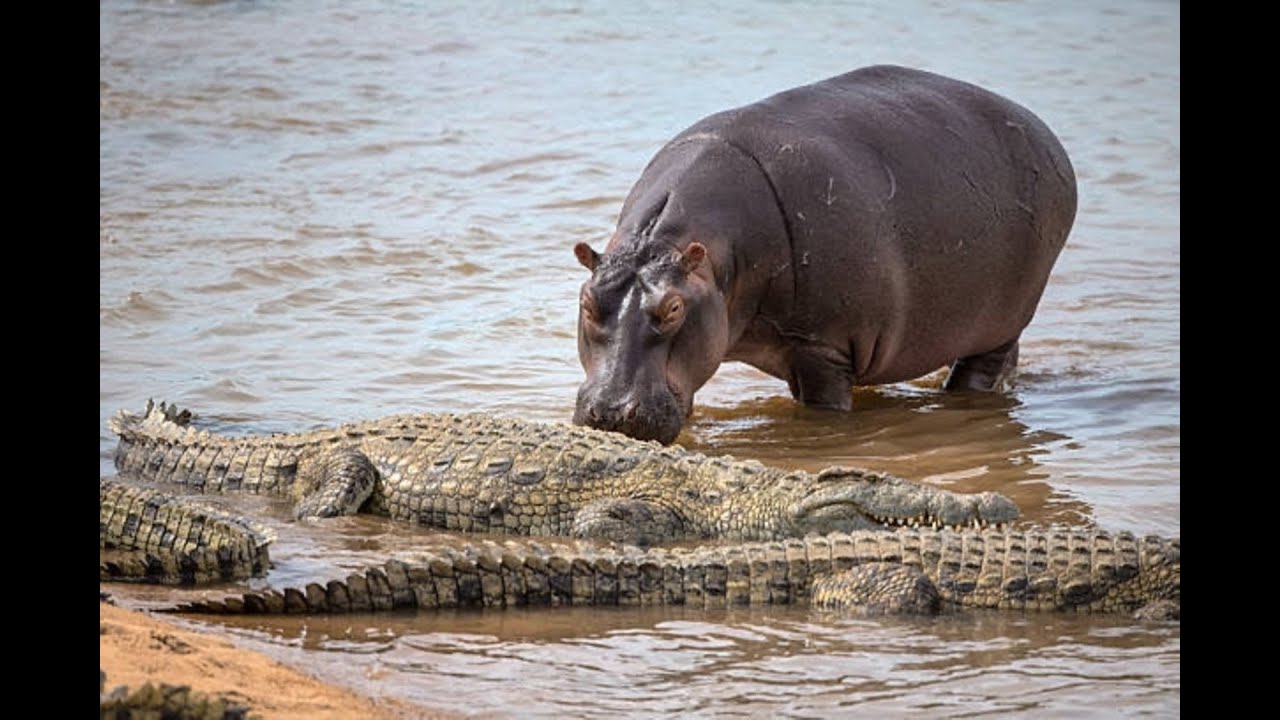 Hippo vs Crocodile at Mara River Kenya / ಹಿಪ್ಪೋ ಮತ್ತು ಮೊಸಳೆ ಮಾರ ನದಿಯಲ್ಲಿ ಕೆನ್ಯ
