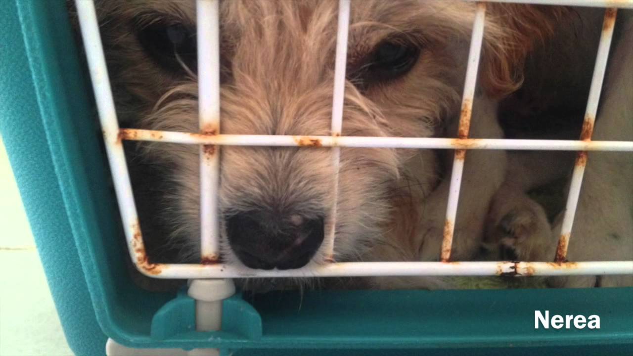 Animal Care Fuerteventura Rettung aus der Tötungsstation Tuineje