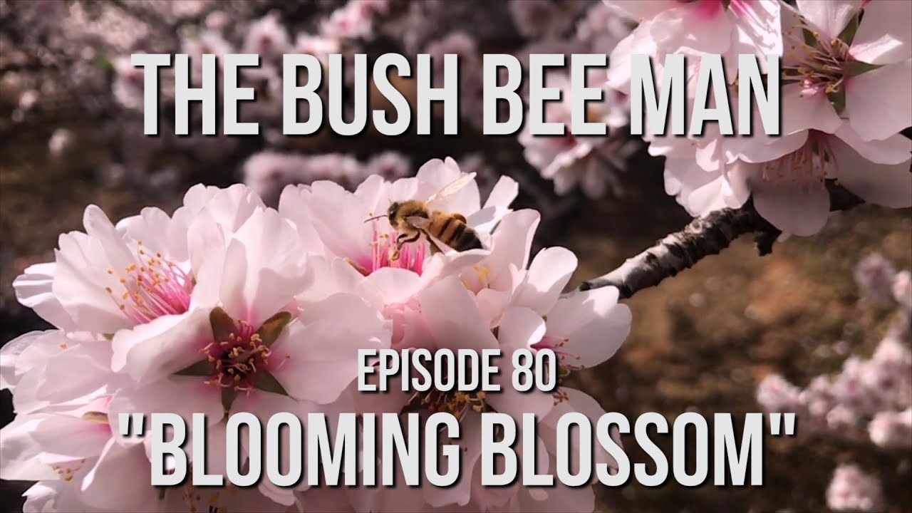 Bees for Almond Blossom Pollination - Episode 80: 