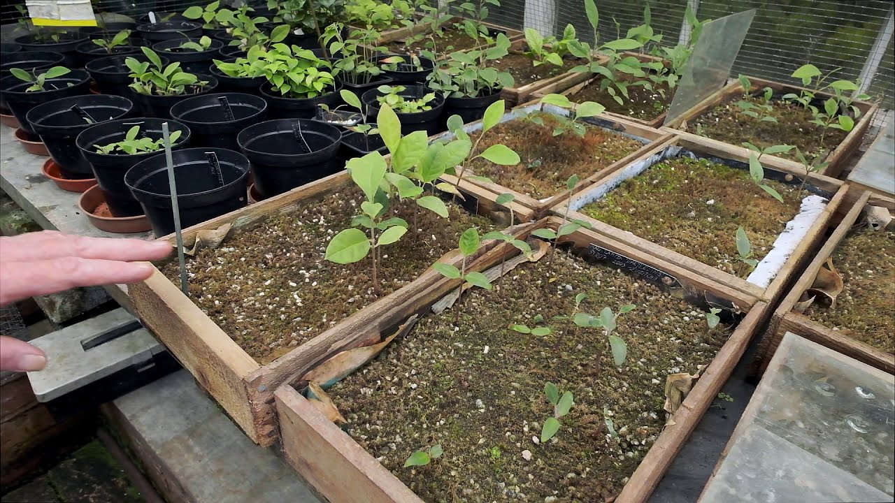 Magnolia seedlings grown in boxes and pots - Burncoose Nurseries