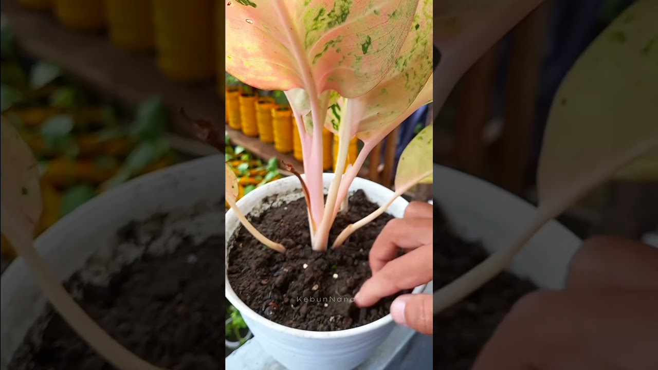 Iseng Semai Cabe di pot bunga malah cepat tumbuh🤭 #semai #cabe #gardening #kebunnanad #urbangarden