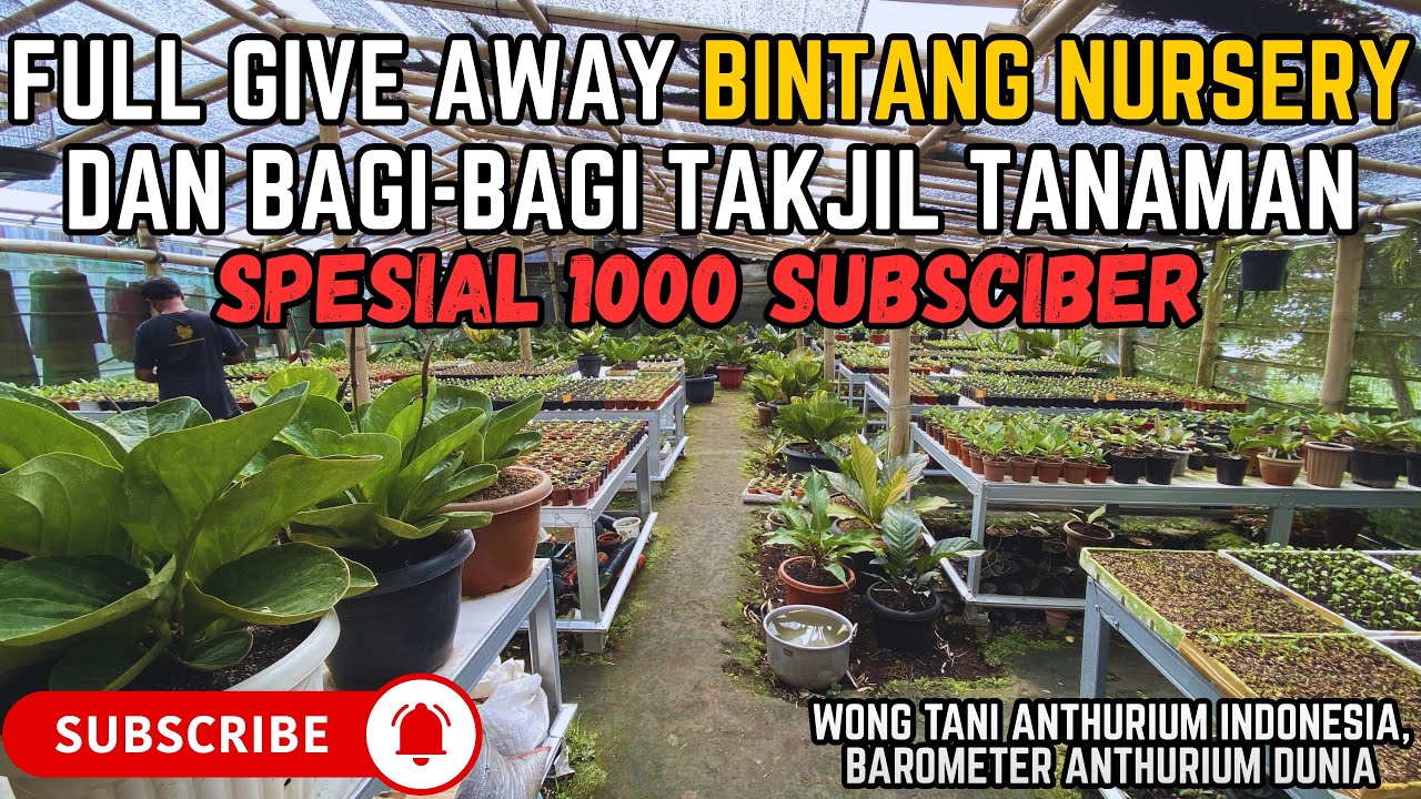 FULL GIVE AWAY ANTHURIUM JEMANI FROM BINTANG NURSERY !! SPESIAL 1000 SUBSCIBE & TAKJIL RAMADHAN !!