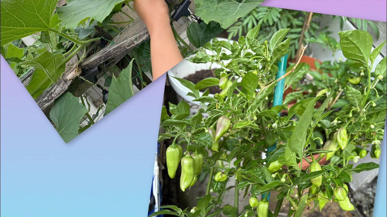 নাগা মরিচ গাছের পরিচর্যা এবং লাউ গাছের গুলি ভাল হয়েছে alhamdulillah 