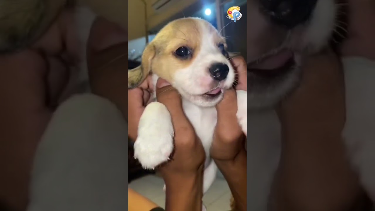 Chacarron Chacarron 🐶 #fyp #viral #comedia #grandespayasos