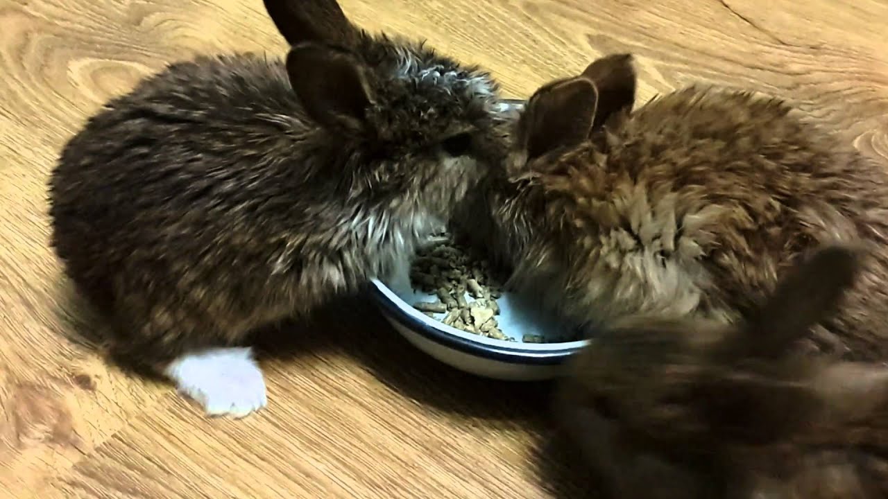 Как выкормить крольчат без крольчихи?