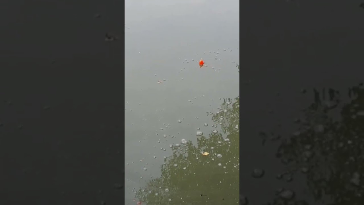 Moment seperti ini lah yang paling ditunggu semua pemancing.