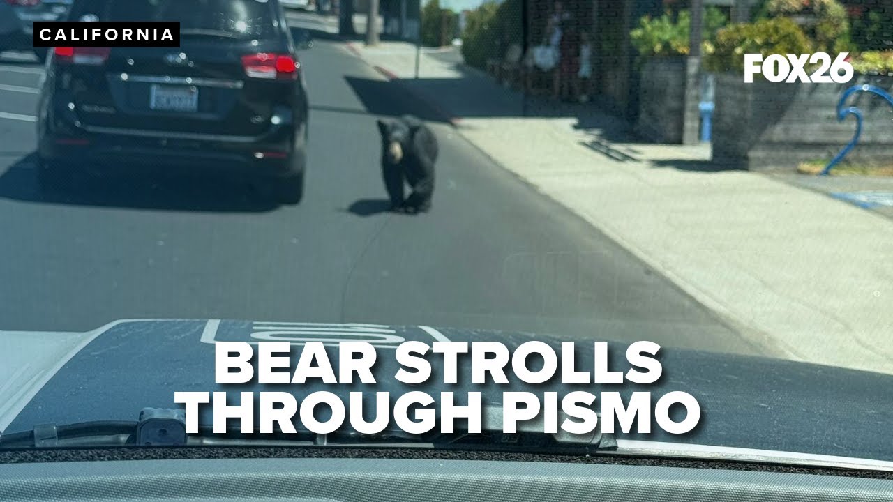 Bear caught on camera strolling through Pismo