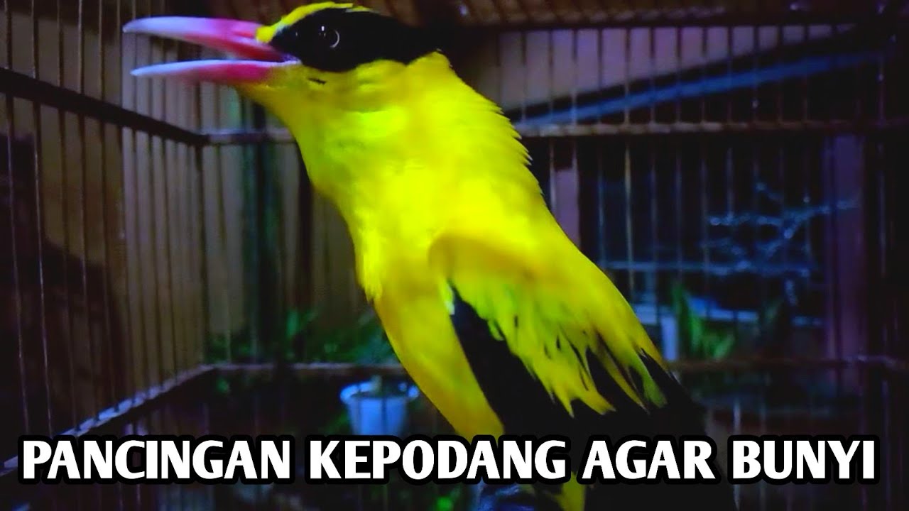 KEPODANG EMAS GACOR SUARA COCOK BUAT PANCINGAN BURUNG KEPODANG YANG MALAS BUNYI