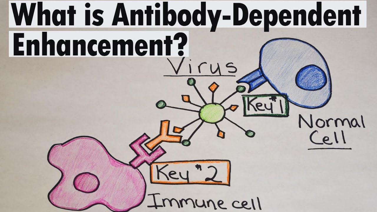 ADE | What is Antibody Dependent Enhancement